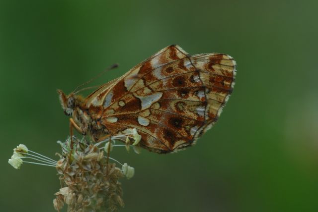 Akkerparelmoervlinder, in Frankrijk veel op kalkgrasland. Hier op bloeiende Smalle weegbree.