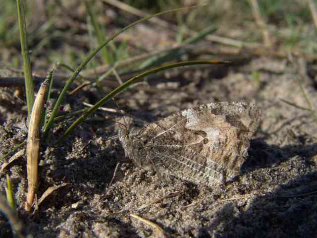 Heivlinder, een soort van heides en open duinmilieus zoals de zeereep; past camouflage toe o.a. door zich aan te passen aan de achtergrond. Als hij is neergestreken op het zand gaat hij scheef zitten (minder schaduw) en schuift de vleugels in elkaar.