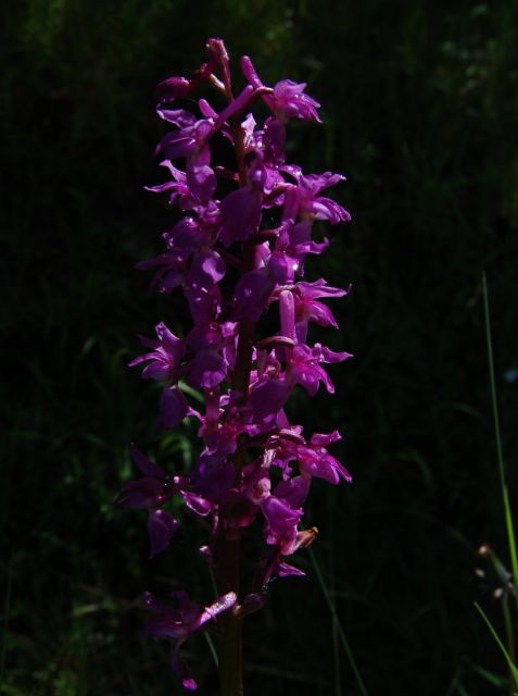 Orchis mascula, de Mannetjesorchis op vochtige kalkhoudende bodem aan bosranden.