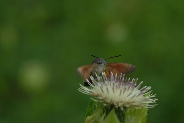 De Kolibrievlinder op Moesdistel in de Vogezen.