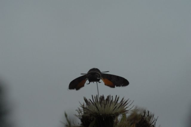 De Kolibrievlinder op Moesdistel in de Vogezen.