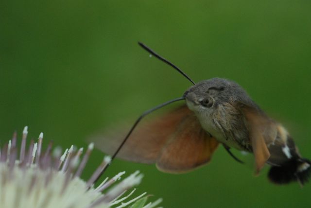 De Kolibrievlinder op Moesdistel in de Vogezen.